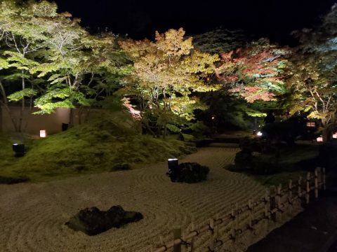 宮城　松島　円通院　紅葉　ライトアップ　日本庭園 (1)